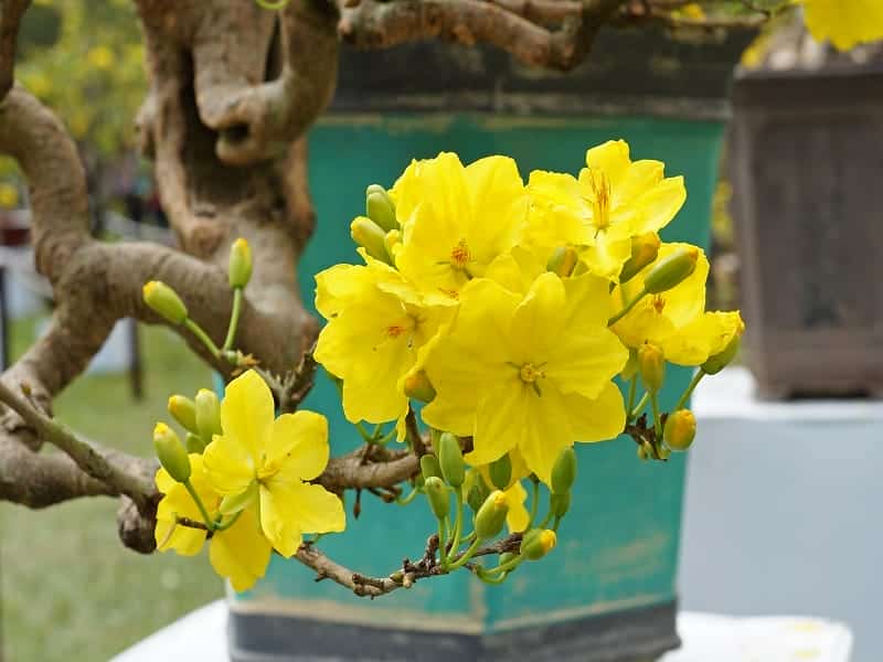Top 3 điểm thu mua mai vàng giá tốt nhất - Yêu Mai Vàng